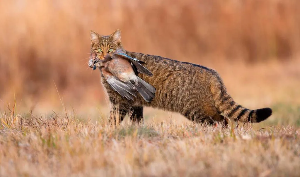 gatos-matan-animales-1024x605