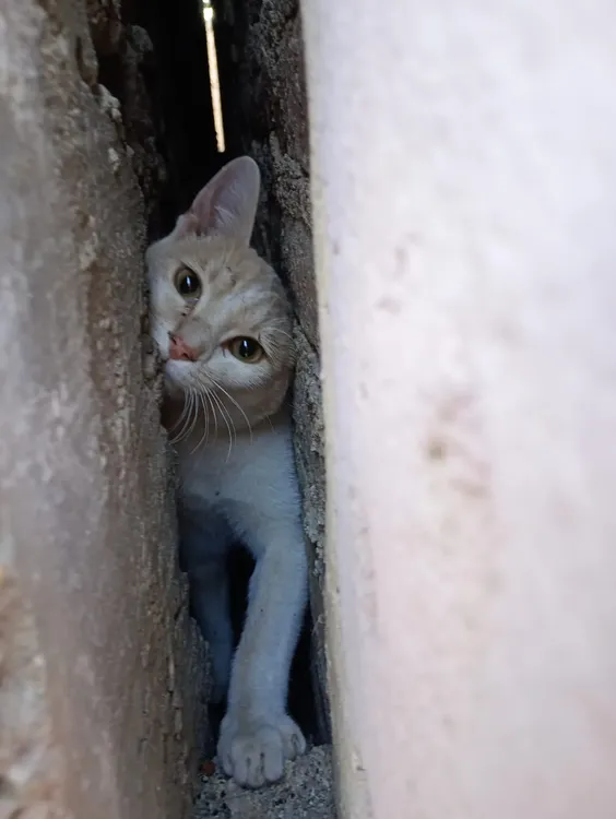 gatito rescatado gto