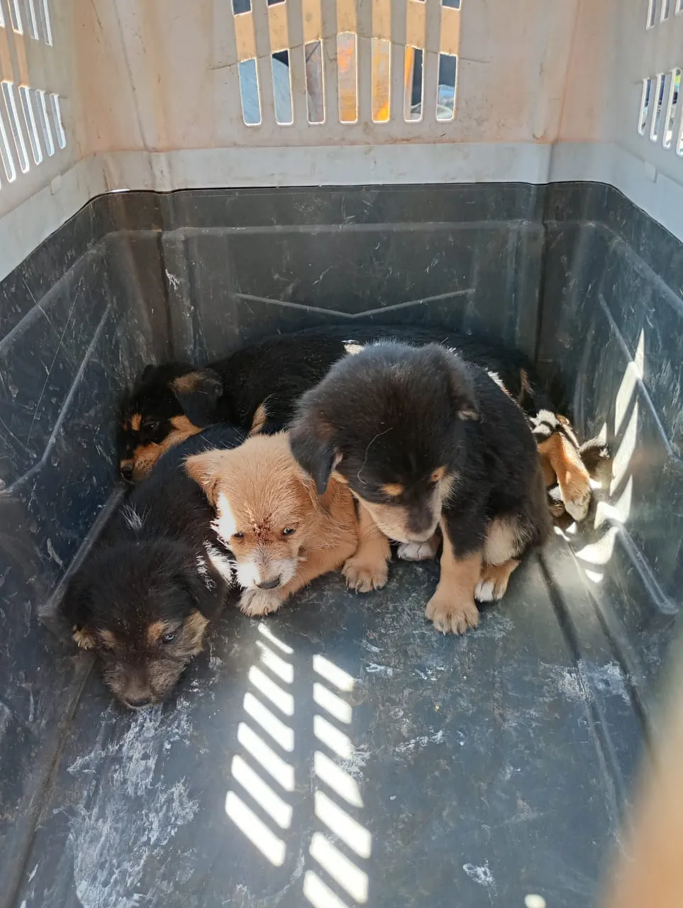 WhatsApp Image 2025-02-09 at 16.00.08