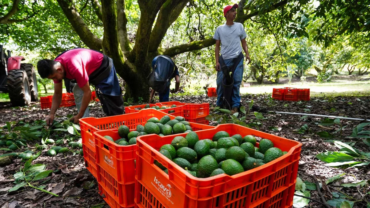 Aguacates copia