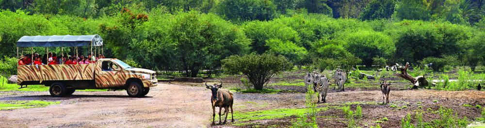 Panoramica Safari Camiones cmyk (1)