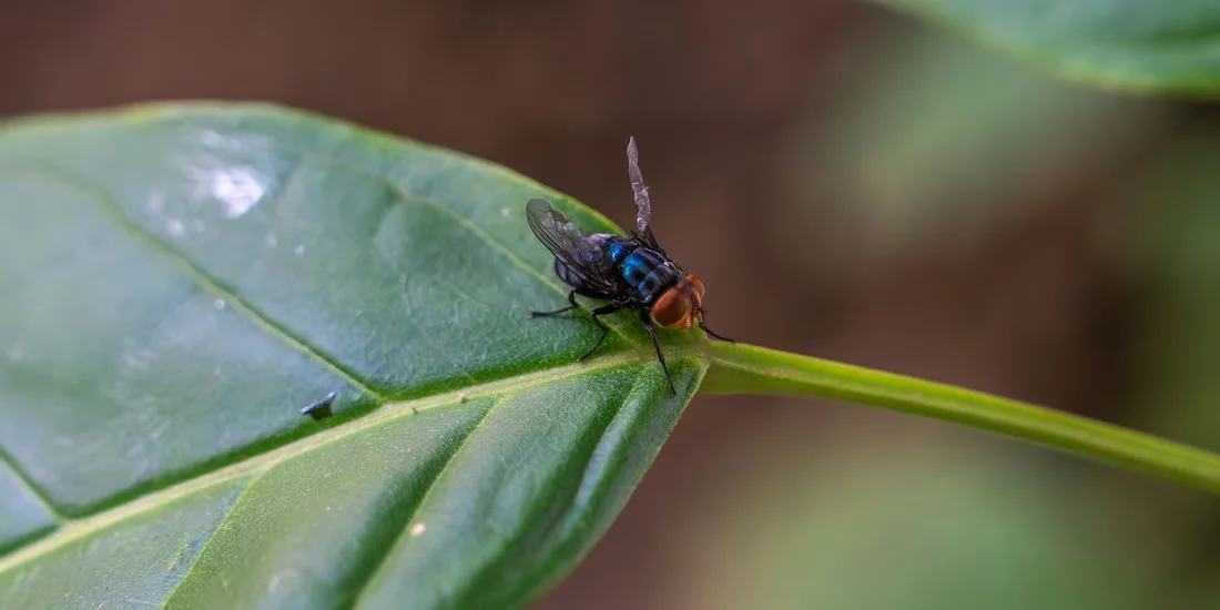 Mosca copia
