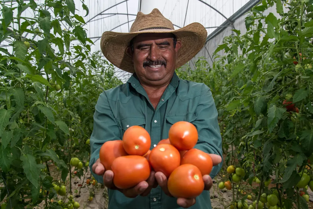 Jitomate-mexicano-entre-los-cinco-principales-productos-agricolas-generadores-de-divisas-Agricultura-7-scaled