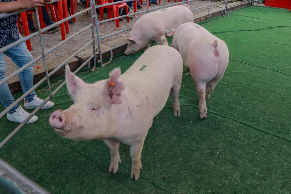 WhatsApp Image 2025-03-30 at 16.50.59