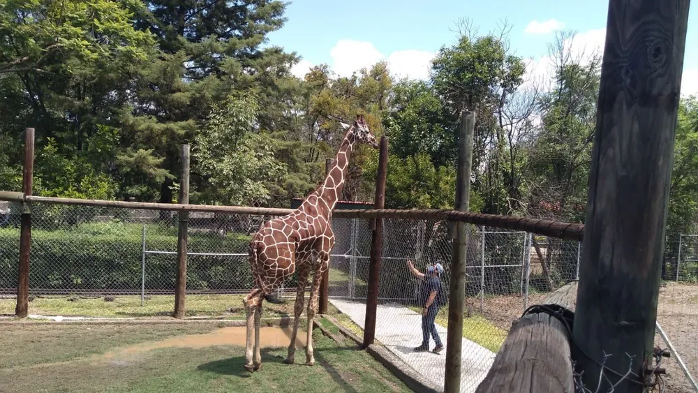 zoologico-de-irapuato