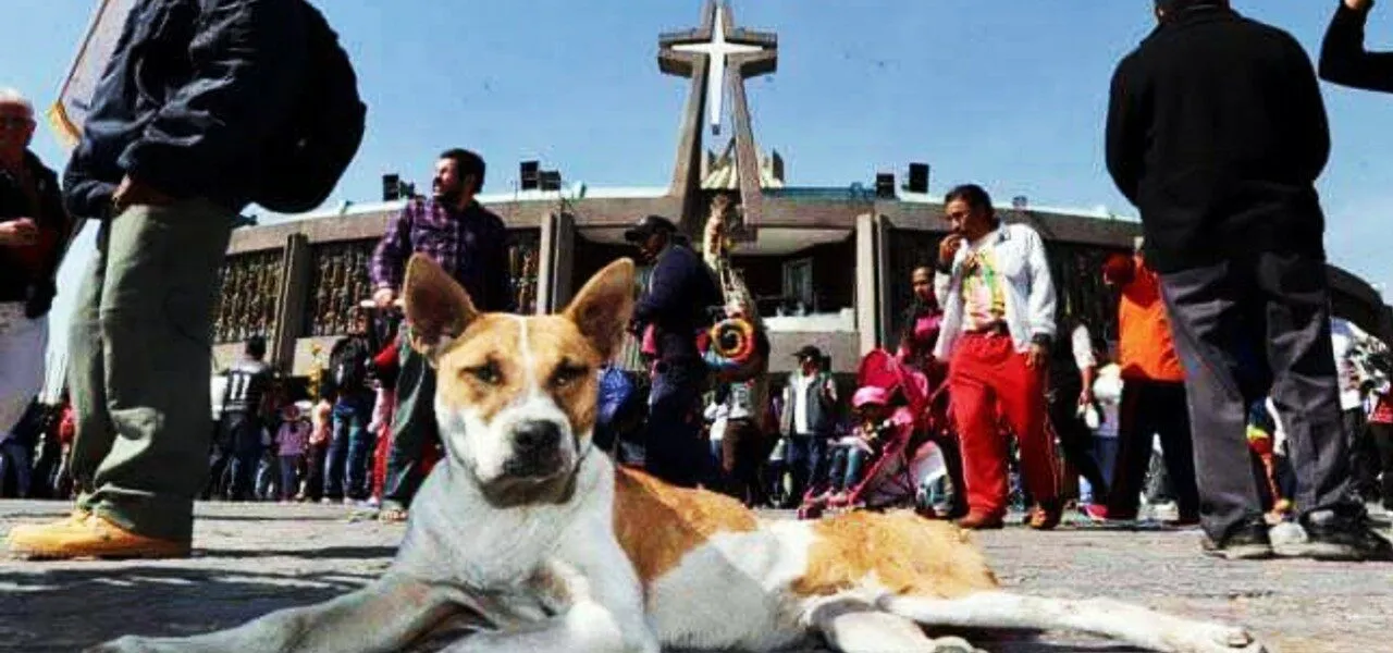 Perros-peregrinos-basilica-guadalupe-1280x600