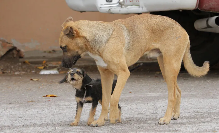 ramos-arizpe-mil-perros-callejeros