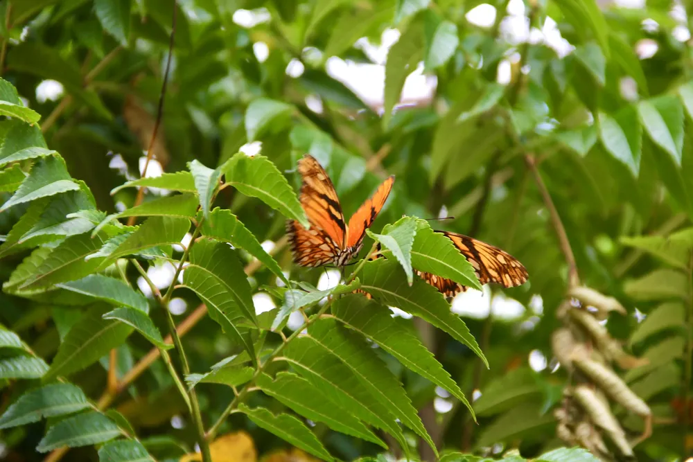 WhatsApp Image 2025-09-23 at 3.53.42 PM (1)