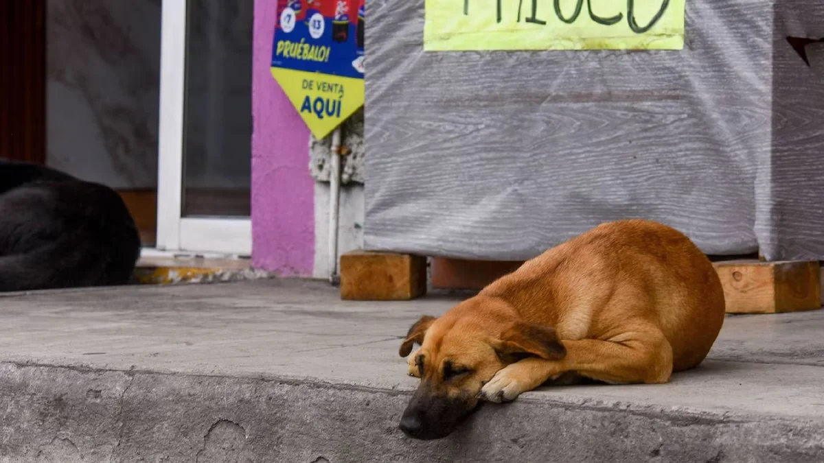 Perro abandonado copia