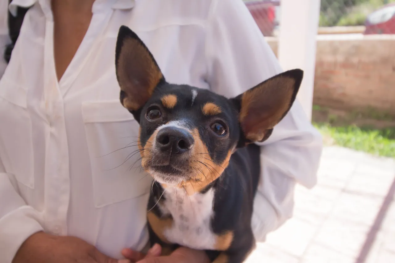FESTIVAL DE CONCIENCIA ANIMAL (2)