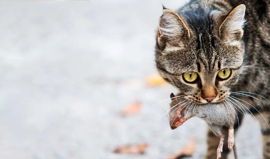 destacada-gatos-matan-animales-1024x605