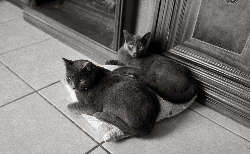 Gatos