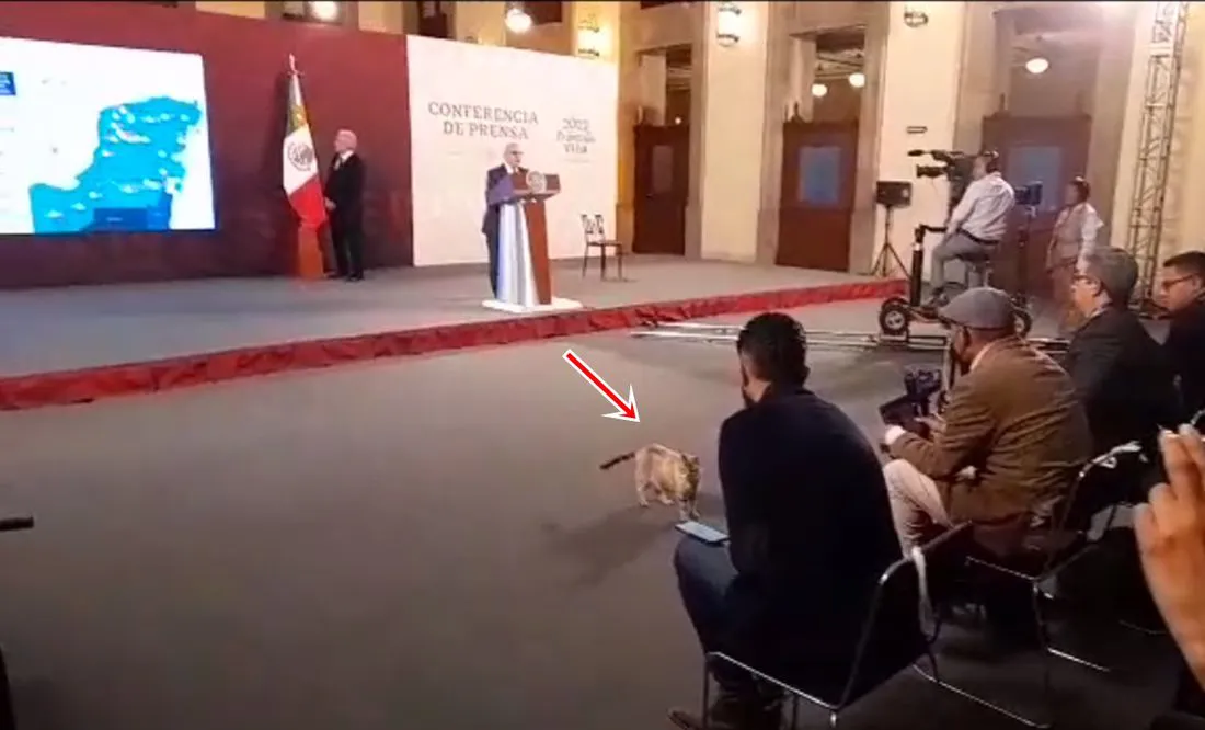 gato