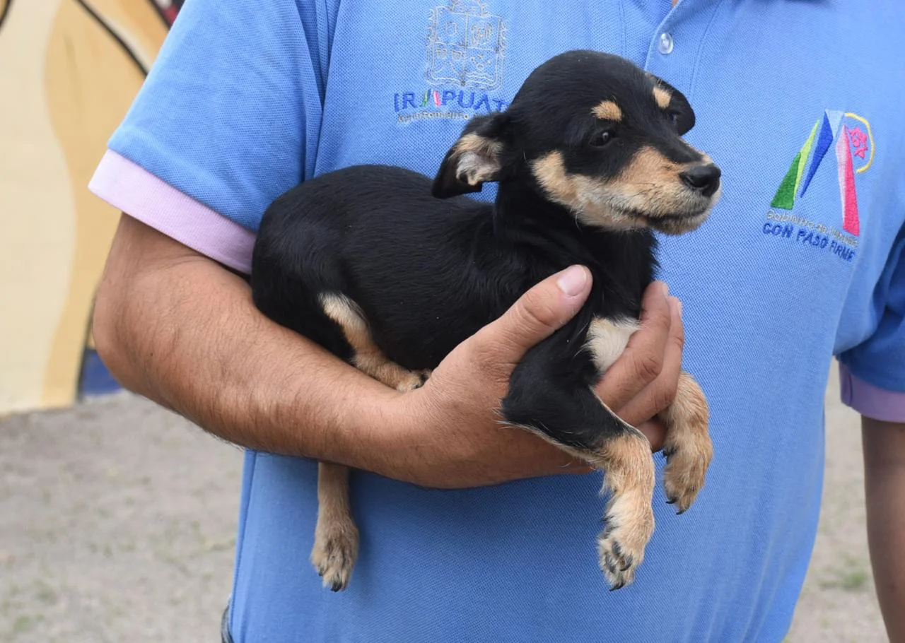 CANI (1)