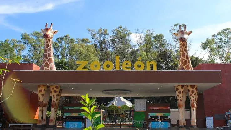 zooleón