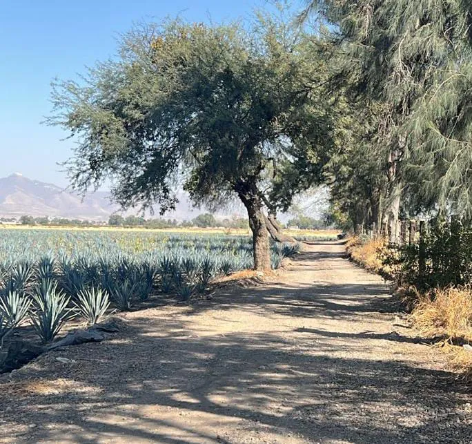 WhatsApp Image 2024-12-08 at 16.26.38