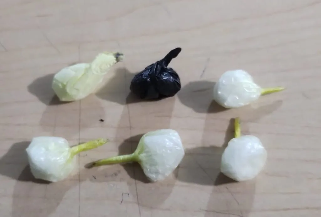 WhatsApp Image 2026-01-06 at 13.59.31