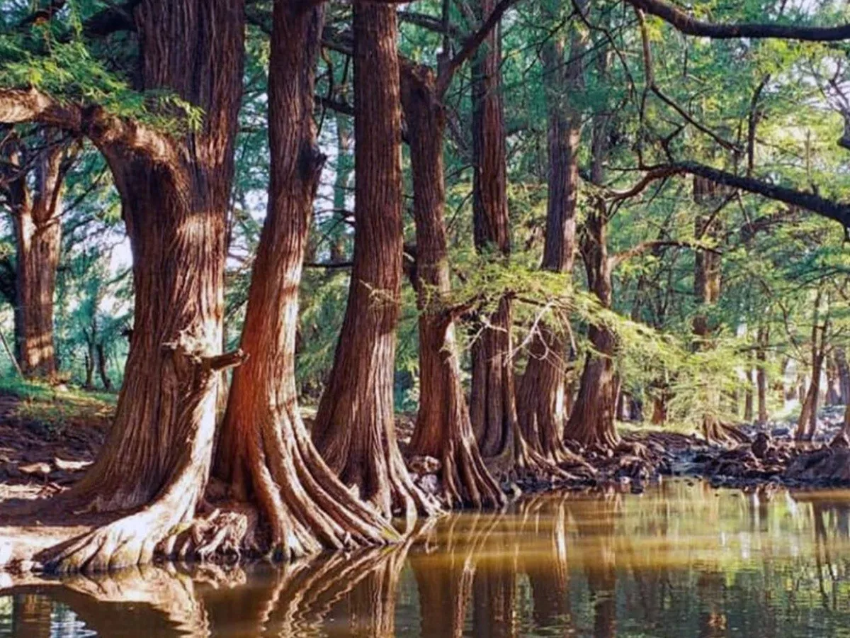 AA-AREAS-NATURALES-Las-Musas