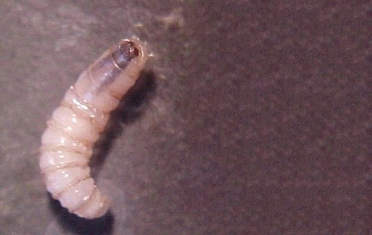 gusano barrenador